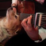 La razón de porque los perros aullan al escuchar música. La razón de porque los perros aullan al escuchar música.