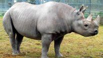 Un rinoceronte aplastó a una empleada de un zoológico de Austria