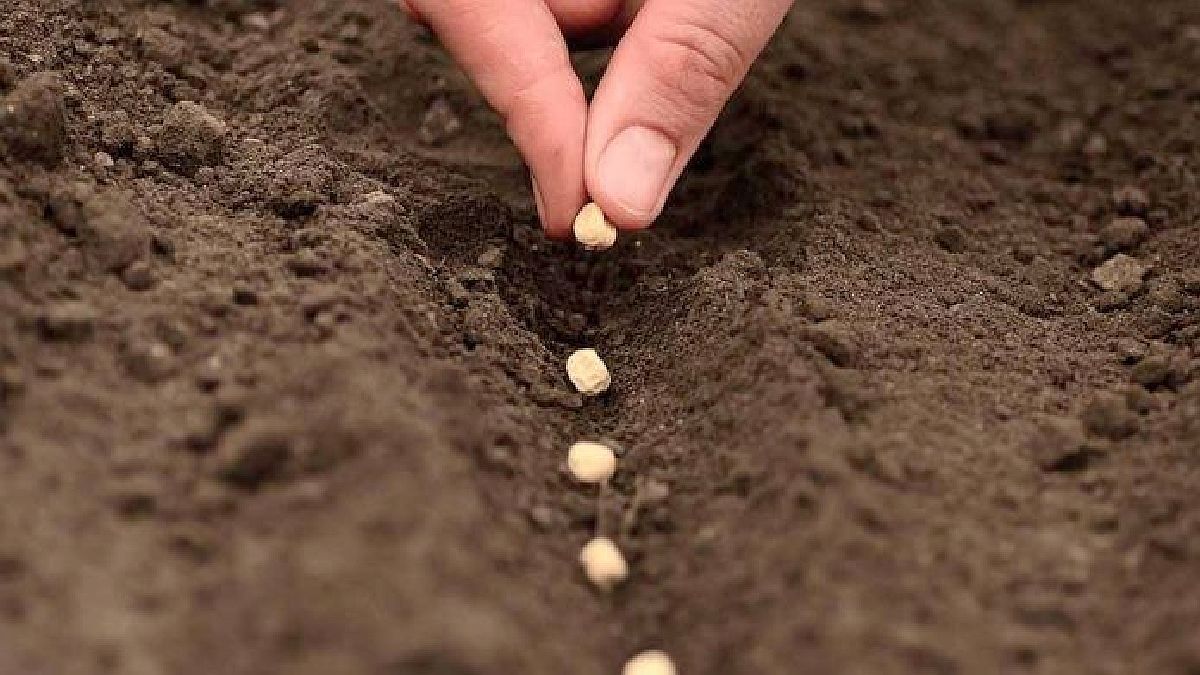 Syngenta and Bioceres collaborate to bring innovative biological seed treatments to market