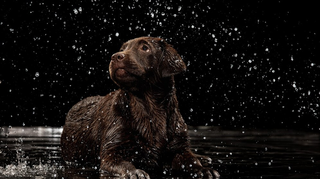 Conocé los consejos que da la UNAM sobre el cuidado de tus mascotas en la temporada de huracanes.&nbsp;
