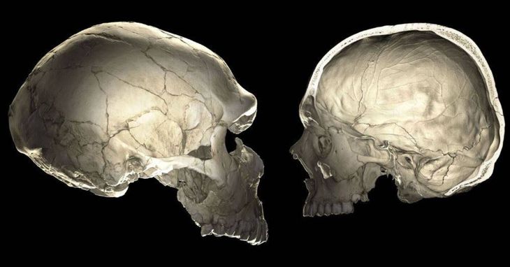 Cerebro neandertal. Cerebro neandertal.