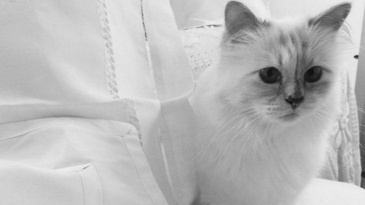 Choupette, la icónica gata influencer de Karl Lagerfeld