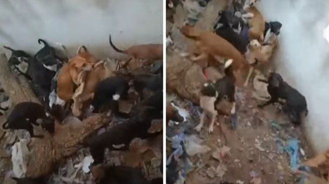 Más de 30 perros se encuentran bajo maltrato animal y pésimas condiciones higiénicas.&nbsp;