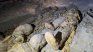 33 family tombs found in Egypt. They found 33 family tombs in Egypt.