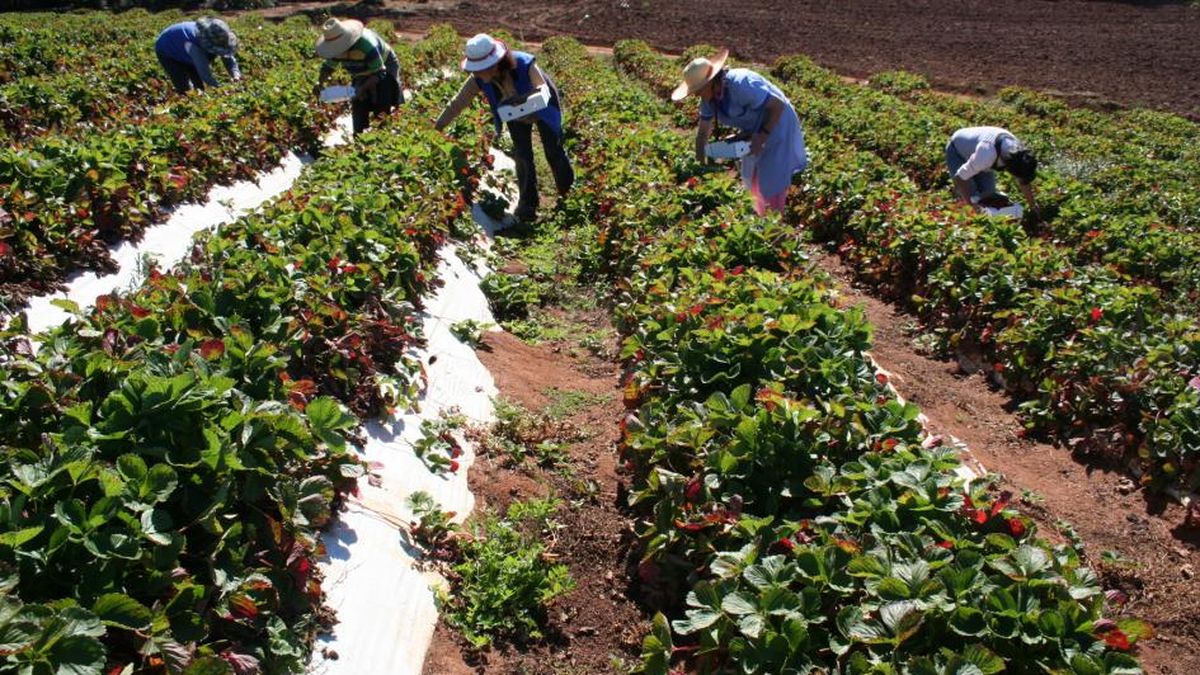 The government seeks to support agricultural production to achieve more competitive prices