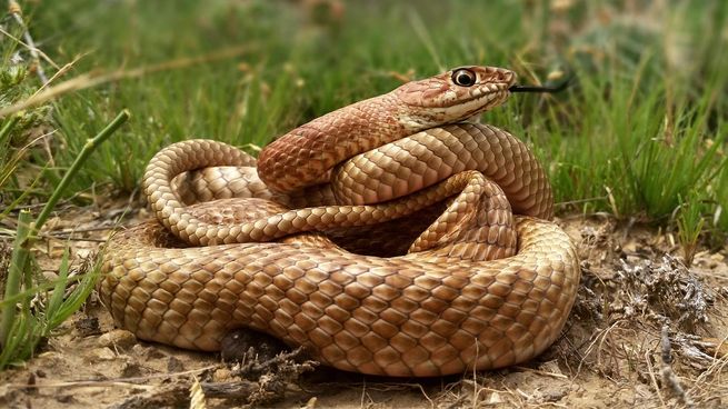 Día mundial de la serpiente: una fecha clave para el equilibrio ambiental.