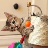 El parvovirus felino está afectando a gatos no vacunados, con síntomas graves que van desde vómitos hasta deshidratación. El parvovirus felino está afectando a gatos no vacunados, con síntomas graves que van desde vómitos hasta deshidratación.