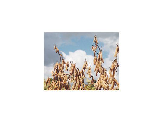 El informe semanal de la Bolsa de Comercio de Rosario indicó que las bajas temperaturas y la disminución de la humedad afectaron el avance de la siembra de soja de la nueva campaña.