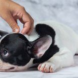 El truco que puede ayudar al perro ante las olas de calor en verano. El truco que puede ayudar al perro ante las olas de calor en verano.