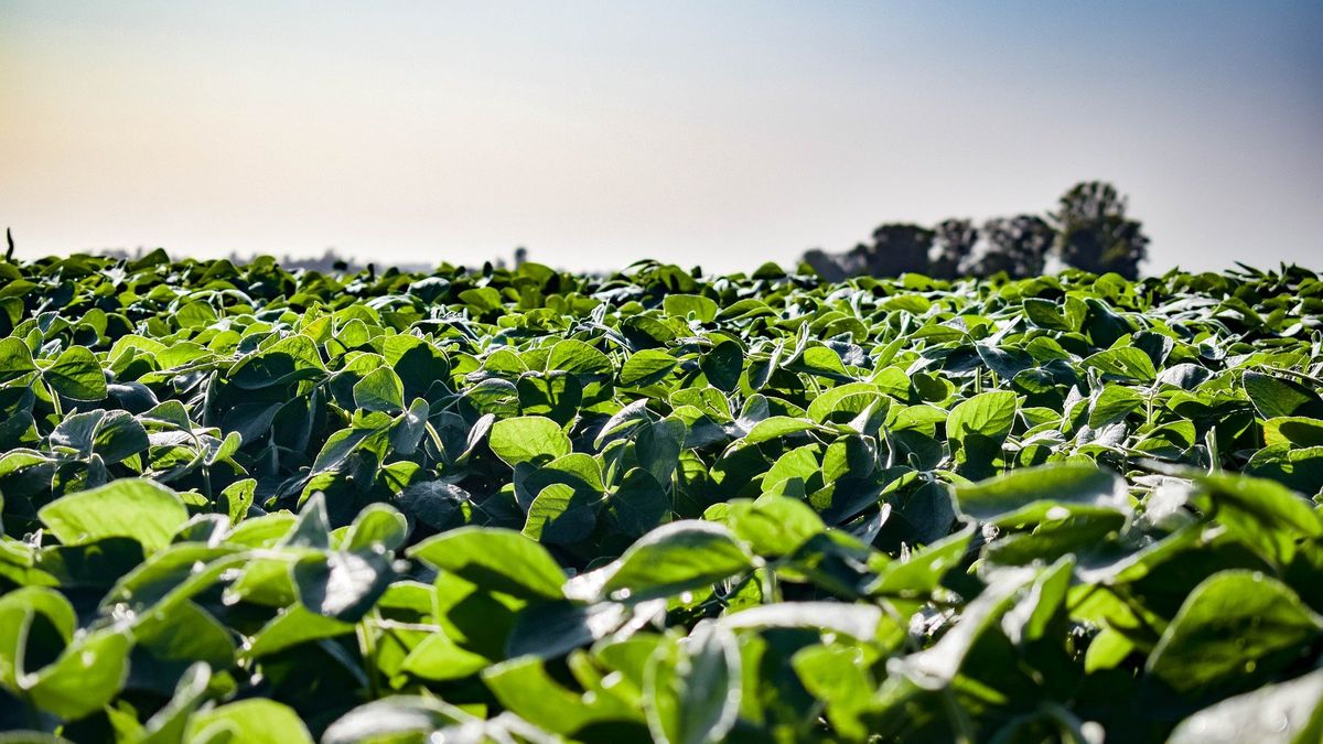 Soybeans hit July lows and pierced $500