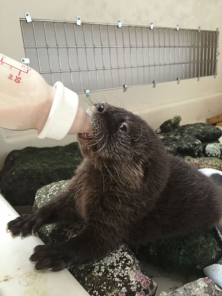 "Changuita". "Changuita". 