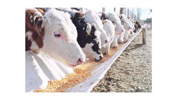 La ocupación de los feedlots con ganado para engordar alcanza el 60% y se espera mantener ese promedio durante el segundo semestre del año.