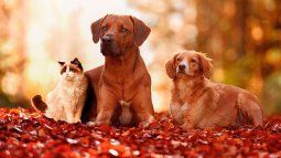dogs and cat posing together dogs and cat posing together
