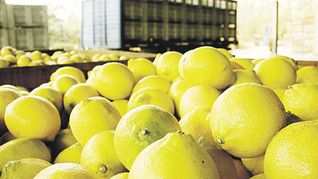 arrastre. En Tucumán señalan que la actividad citrícola ya venía con diversos problemas de rentabilidad y que las retenciones del 15% que estableció el Gobierno podrían ser un “certificado de defunción”.