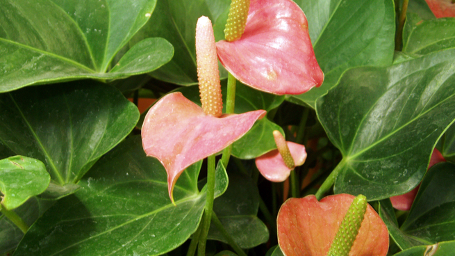 Los antuarios son un tipo de flor que, según el feng shui, hacen bien al hogar.