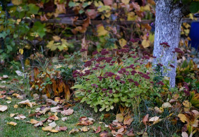 Durante el otoño, las plantas detienen su crecimiento activo para prepararse para las bajas temperaturas. Durante el otoño, las plantas detienen su crecimiento activo para prepararse para las bajas temperaturas.