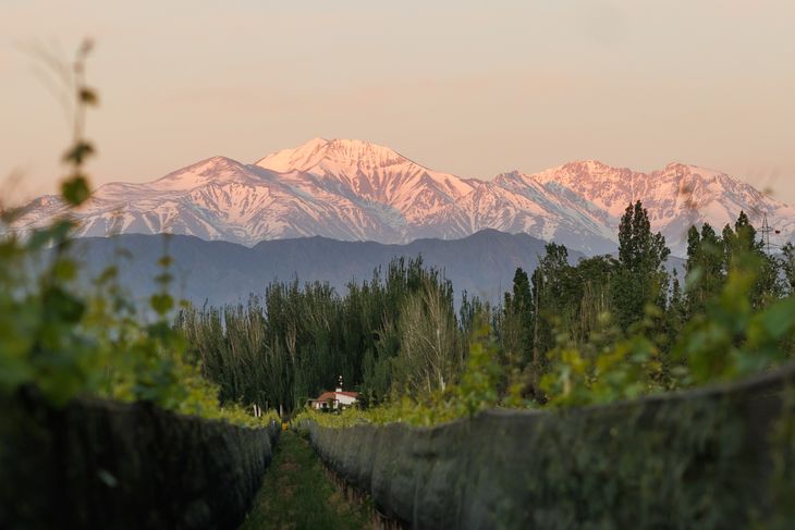 Gentileza: Bodega Bandini Gentileza: Bodega Bandini
