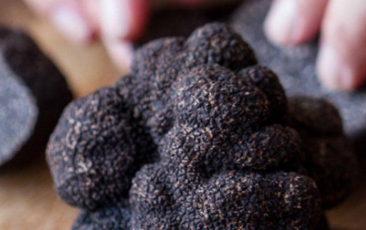 Una trufa negra puede pesar entre 40 y 550 gramos.&nbsp;