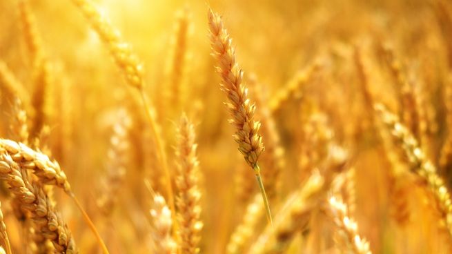 wheat-ga316245fa_1920.jpg