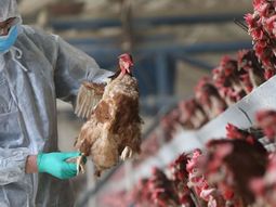 gripe aviar: senasa confirmo 4 casos en cordoba y totalizan 24 en el pais