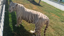 Uno de los tigres hallados en rancho de Tamaulipas.