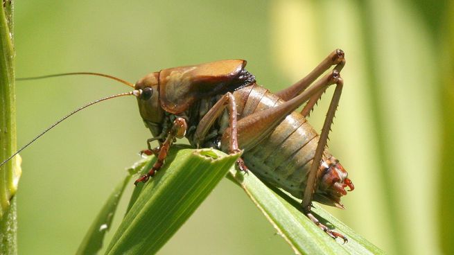 Es importante evitar regar en exceso el jardín para que no aparezcan los grillos.