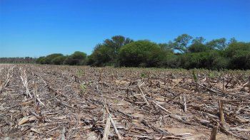La Unión Europea requerirá a partir del año que viene que algunos productos importados esten libres de deforestación.