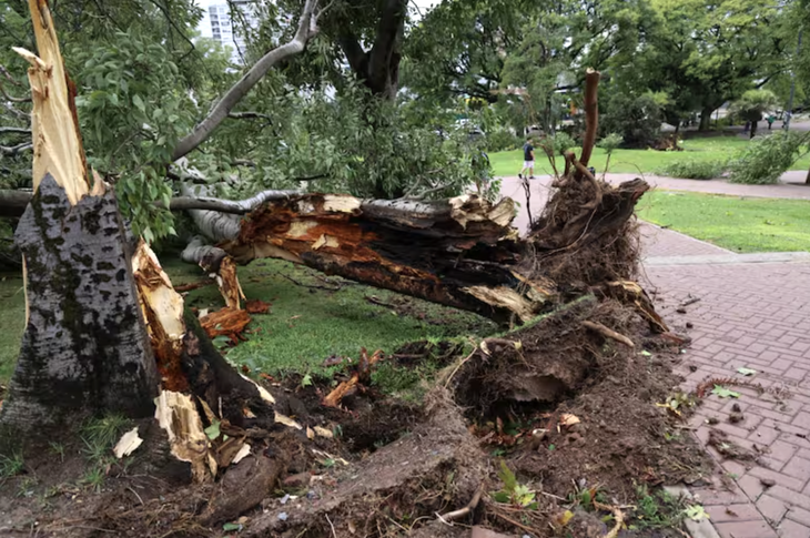 Destrozos por el temporal que afectó al AMBA. Destrozos por el temporal que afectó al AMBA.