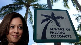Los cocos que caen de las palmeras pueden ser un problema para los que se ponen un su trayectoria, o para propios los cocos si caen sobre una superficie mas dura. Algo que deben tener en cuenta Donald Trump y Kamala Harris