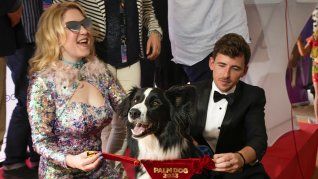 festival de cannes: el border collie llamado messi que impresiono a todos y gano el palm dog