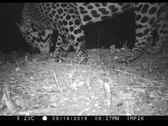 Inédito: por primera lograron fotografiar a un yaguareté en El Impenetrable.