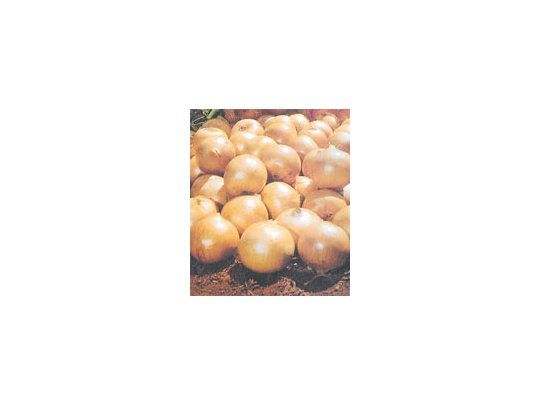 Conforme a los datos de la FAO, la producción de cebolla del Mercosur se ubica en 4,06% y la Argentina participa con 1,2% (645 mil toneladas).