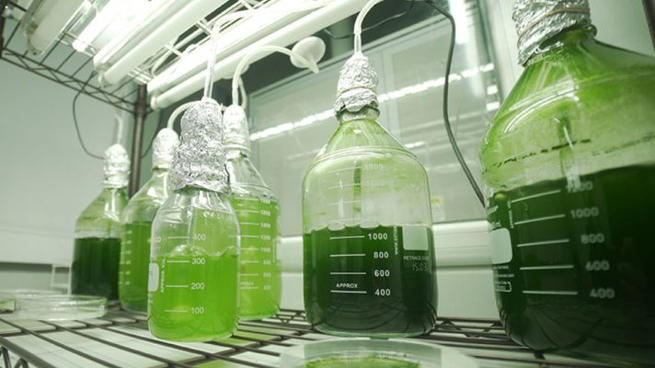 El componente activo de Y-ALGAE son microalgas de gran eficiencia fotosintética que son nativas del sudeste de la provincia de Buenos Aires.