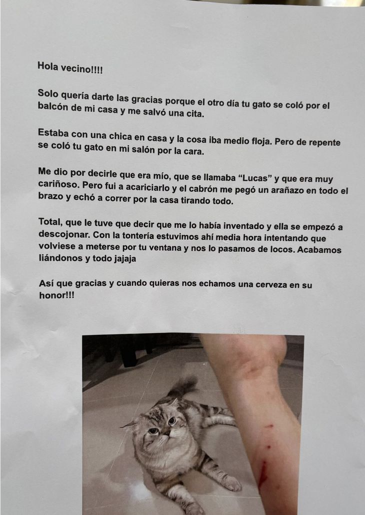 Un gato inesperado interrumpió una cita, lanzó un zarpazo y se volvió viral: las redes lo coronaron como el verdadero protagonista del momento.  