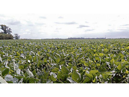 Brotes verdes. La Bolsa de Cereales de Buenos Aires indicó que la cosecha de la oleaginosa alcanzaría los 48,5 millones de toneladas.