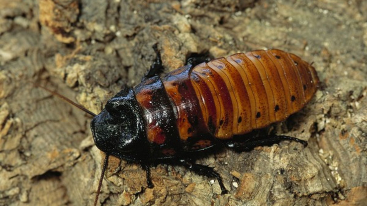 Cuál es el método casero para eliminar las cucarachas Cuál es el método casero para eliminar las cucarachas