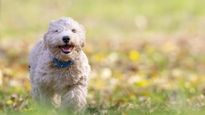 Algunos perros ingieren accidentalmente ciertas plantas, lo que puede ser peligroso para su salud.