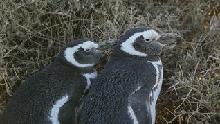 Los pingüinos inician su travesía migratoria en abril, una vez que han renovado sus plumas por completo. Esta etapa coincide con el 25 de abril, fecha en la que la comunidad científica internacional hace un llamado a proteger a estas especies emblemáticas y a preservar el equilibrio de nuestros mares. Los pingüinos inician su travesía migratoria en abril, una vez que han renovado sus plumas por completo. Esta etapa coincide con el 25 de abril, fecha en la que la comunidad científica internacional hace un llamado a proteger a estas especies emblemáticas y a preservar el equilibrio de nuestros mares.