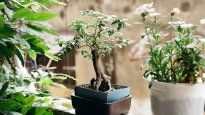 Cómo elegir el mejor árbol para tu hogar y que entre en una maceta.