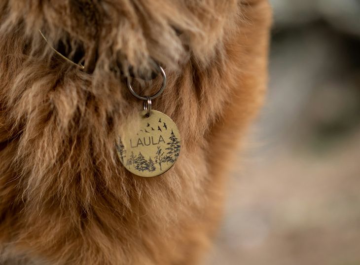 dog tag, dog tag,