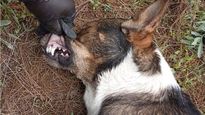 Uno de los perros envenenados en San Luis Potosí.