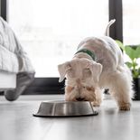 Qué color podrían percibir mal los perros Qué color podrían percibir mal los perros