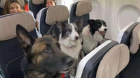 Para viajar con tus mascotas recordá gestionar el Certificado Veterinario Internacional (CVI) en el Senasa.&nbsp;