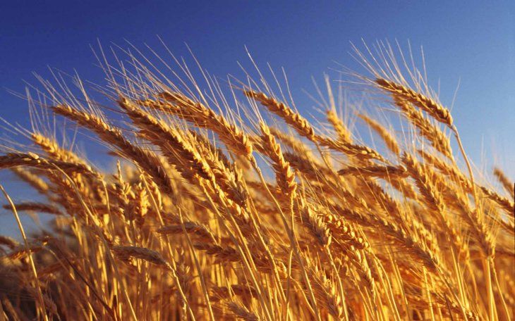 Los productores de trigo esperan una cosecha récord en el ciclo 2019/20.