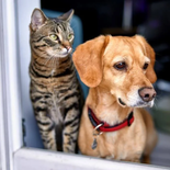 Las 10 recomendaciones para cuidar a las mascotas mayores, según expertos. Las 10 recomendaciones para cuidar a las mascotas mayores, según expertos.