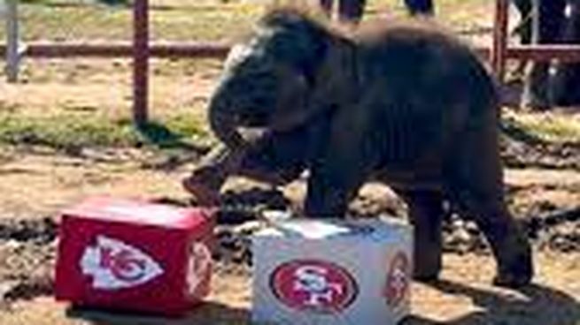 El cachorro de elefante Yaad eligió a los Kansas City Chiefs como los ganadores de la edición LVIII del Super Bowl, que se disputa esta noche en Las Vegas.