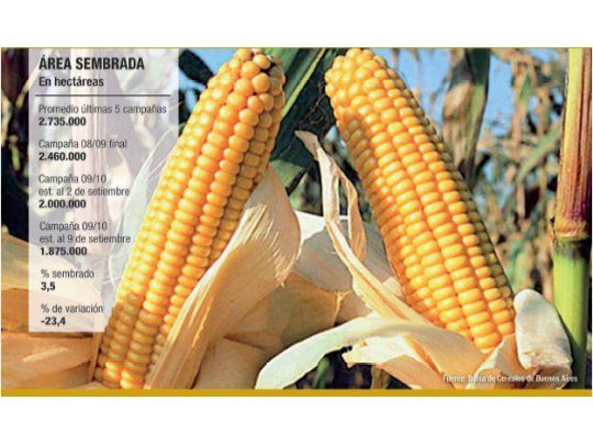 Sólo se sembrarían 1,8 millón de hectáreas de maíz