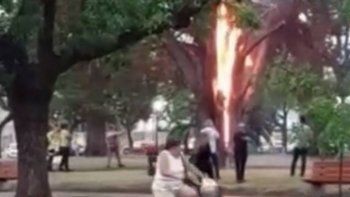 tormenta en lincoln: un rayo cayo en una plaza e incendio un arbol