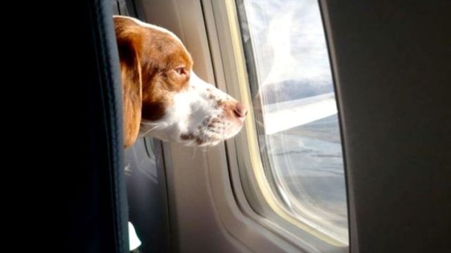 Esta nueva regulación es crucial para poder viajar con tus perros en avión a Estados Unidos.&nbsp;