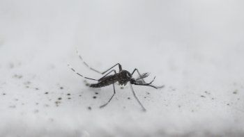 advierten que aumenta el riesgo de contraer dengue